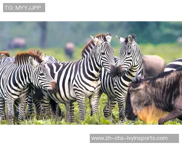 斑马与马的奇妙对比探讨它们的生活习性与生态适应性